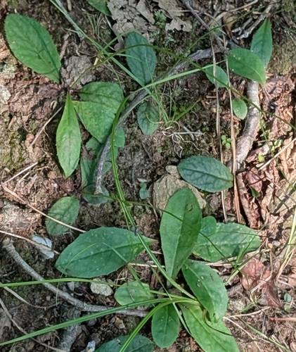 Hieracium venosum, photograph 1