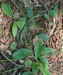 Hieracium venosum