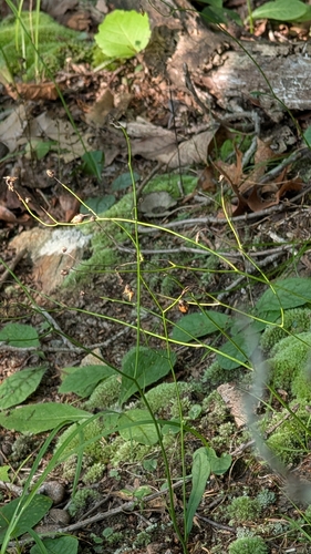 Hieracium venosum, photograph 3
