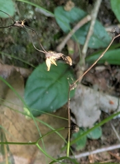 author not stated, no rights reserved Hieracium venosum, photograph author not stated, no rights reserved