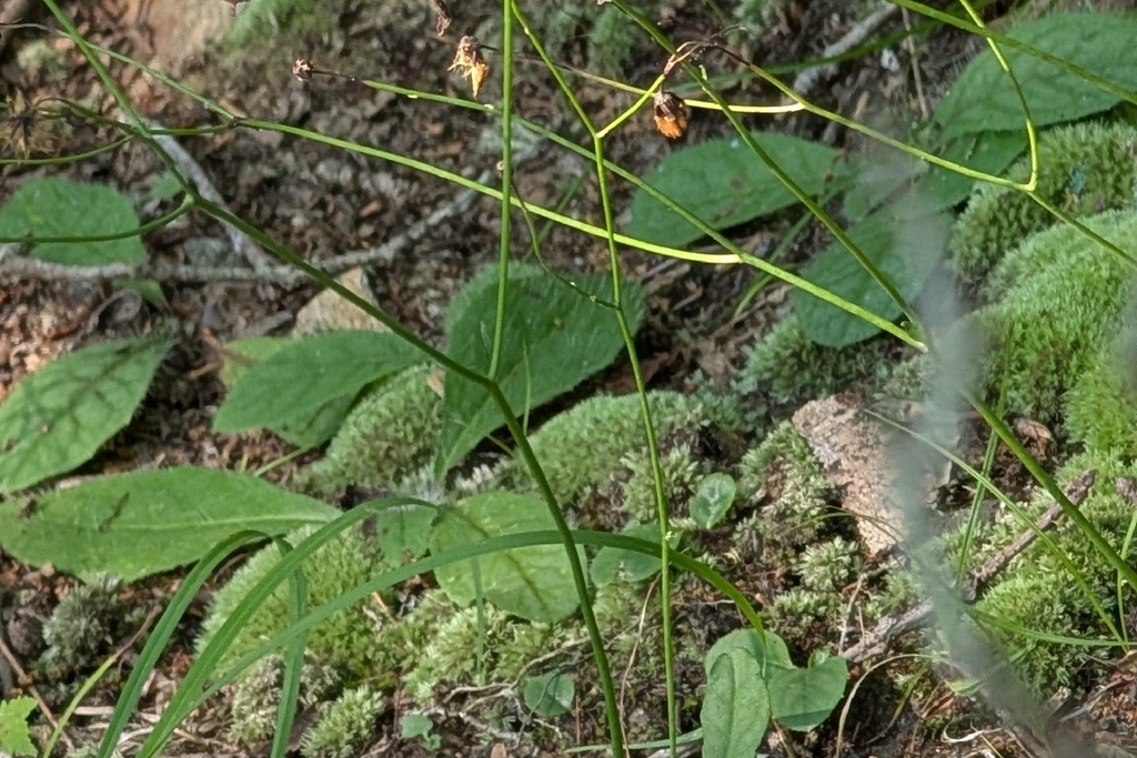 Hieracium venosum; photograph author not stated, no rights reserved