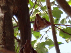 Epomophorus gambianus