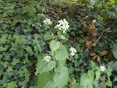Alliaria petiolata