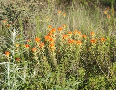 Castilleja glandulosa