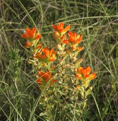 Castilleja glandulosa