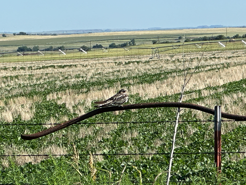 Common Nighthawk