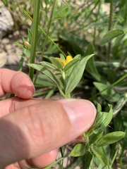 Stylosanthes biflora