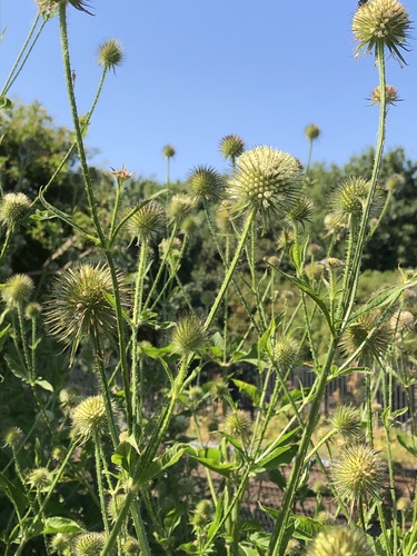 Dipsacus strigosus (Dipsacus strigosus)
