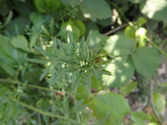 Galium aparine