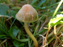 Gliophorus