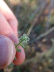 Cryptantha texana