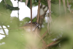 Malacocincla sepiaria