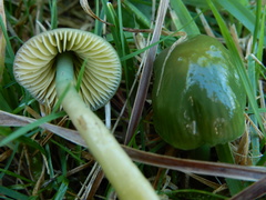 Gliophorus