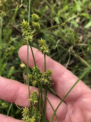 Carex atlantica