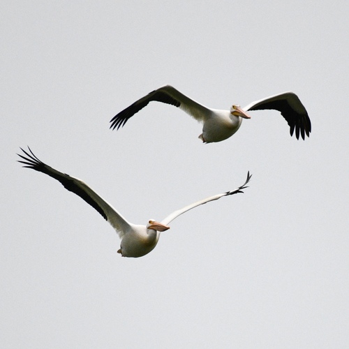 American White Pelican