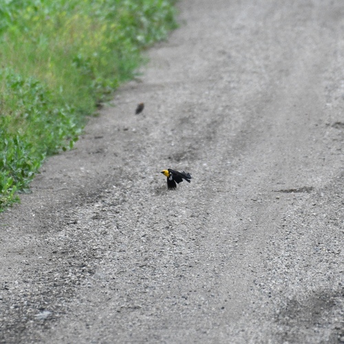 Yellow-headed Blackbird