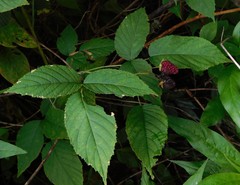 Rubus miser