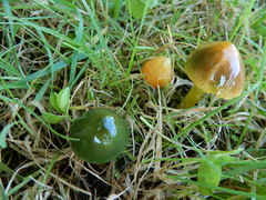 Gliophorus