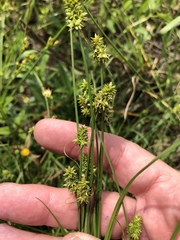 Carex atlantica