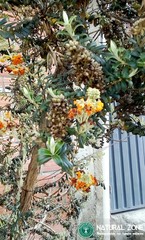 Buddleja coriacea