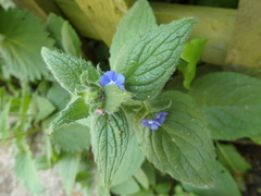 Pentaglottis sempervirens