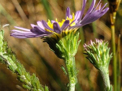 iNaturalist observation photo of western mountain aster