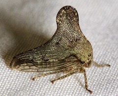 Glossonotus acuminatus