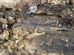 Dendroides canadensis