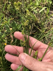 Carex atlantica
