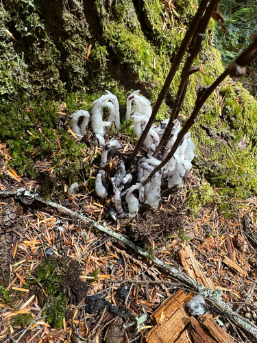 Ghost Pipe