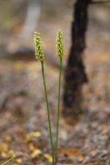 Genoplesium pumilum