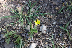 Ranunculus arvensis