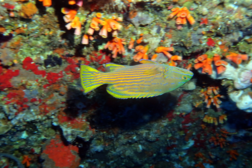Cephalopholis polleni observed 2026-07-13