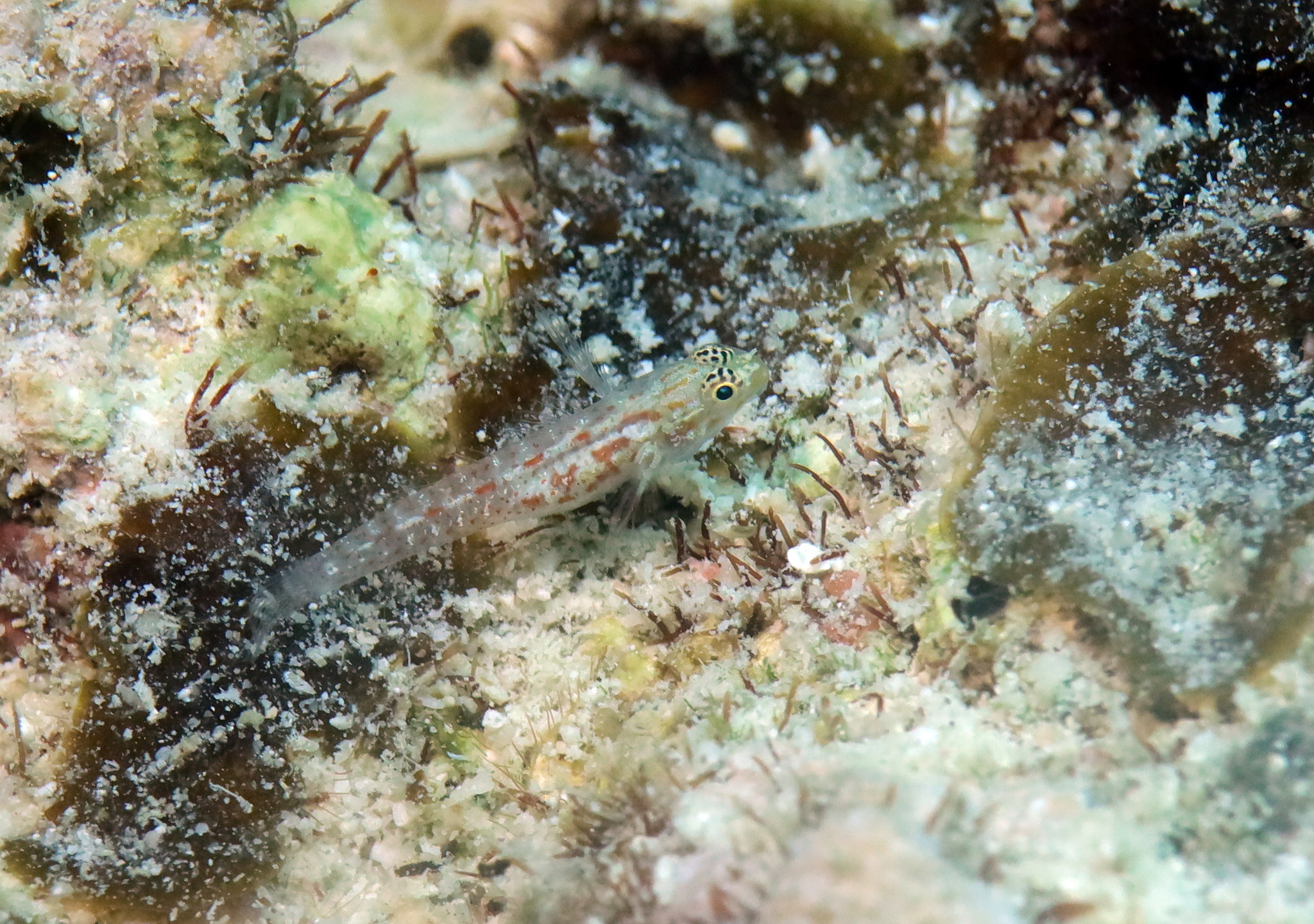Redspeckled Dwarfgoby photo 4
