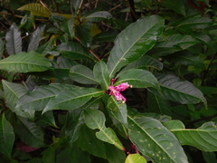Fuchsia paniculata