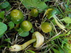 Gliophorus