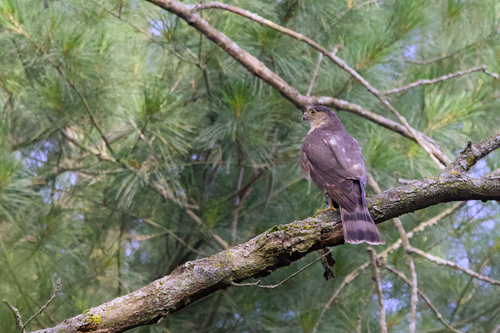 Sharp-shinned Hawk observed by stanlilley