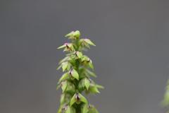 Genoplesium pumilum