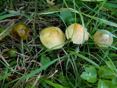 Gliophorus