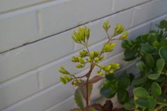 Kalanchoe sexangularis