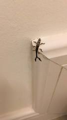 Ulocerus