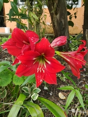 Hippeastrum vittatum