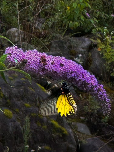 Troides aeacus szechwanus