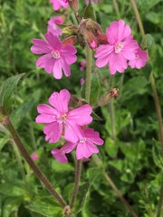 Silene dioica
