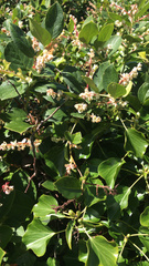 Magnoliopsida