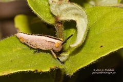 Catantopinae