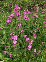 Silene dioica