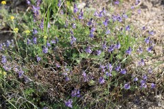 Veronica capsellicarpa