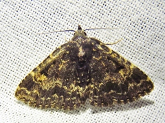 Metalectra diabolica