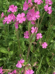 Silene dioica